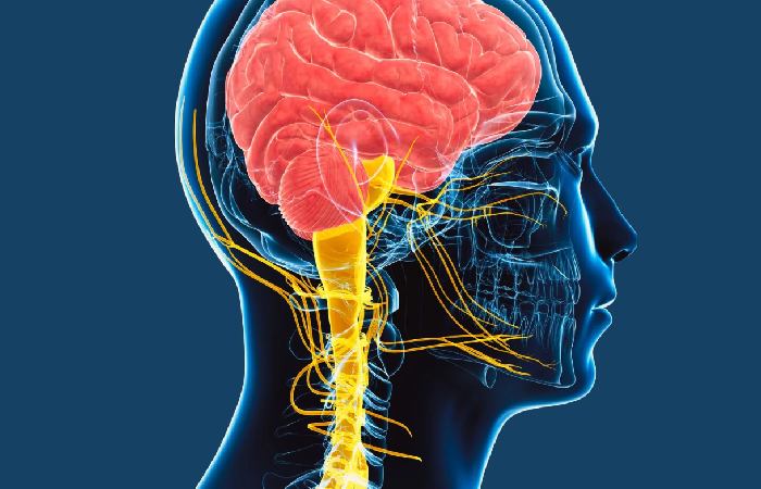 Vagal Nerves - Vagusnerv Eingeklemmt Symptome